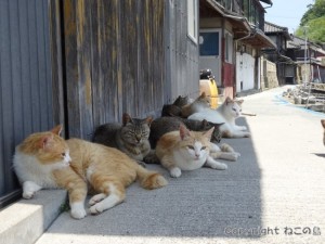 aoshima-cats114