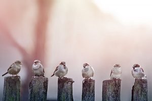 sparrows in a row on wooden fence